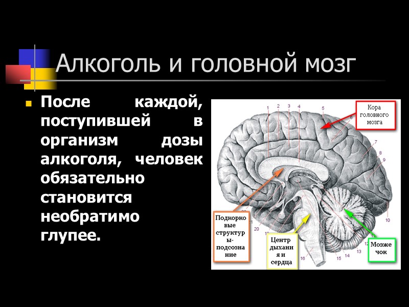 Алкоголь и головной мозг После каждой, поступившей в организм дозы алкоголя, человек обязательно становится